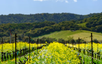 Industry Partners Rally to Support the Napa Valley’s Second Largest Industry