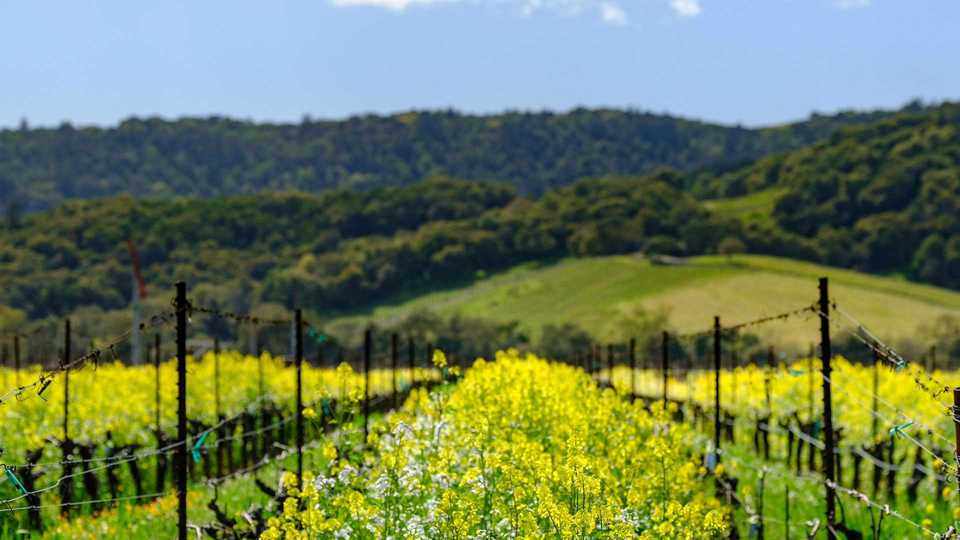 20_Mustard_1920x1080