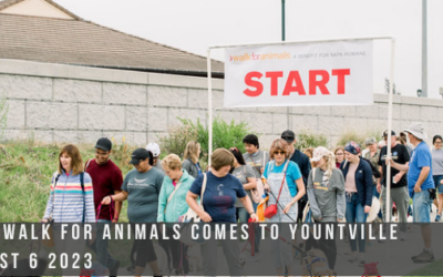 The 12th Annual Napa Humane Walk for Animals Comes to Yountville