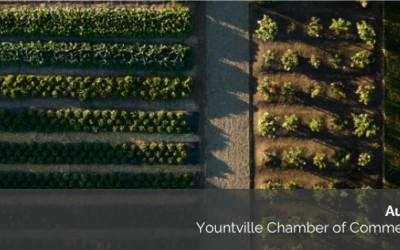 August 21st Newsletter : Late-Summer Events in Napa Valley: Harvest, Music & More