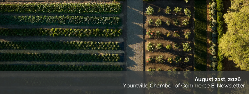 August 21st Newsletter : Late-Summer Events in Napa Valley: Harvest, Music & More